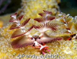 Christmas tree worm by Randy Vuletich 